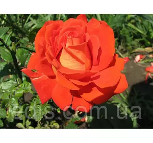 Троянда Верано (Verano) чайно-гібридна Троянда Верано (Verano) чайно-гібридна