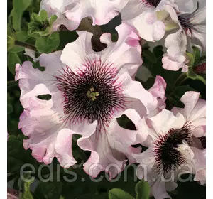 Петунія бахромчата гігантська Альба F1, 10 насінин-драже в колбі, Яскрава PREMIUM Петунія бахромчата гігантська Альба F1, 10 насінин-драже в колбі, Яскрава PREMIUM