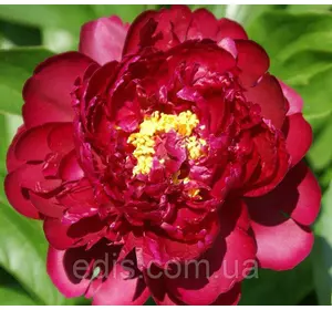 Півонія Francoise Ortegat (Франсуа Ортега) кореневище Півонія Francoise Ortegat (Франсуа Ортега) кореневище