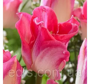 Тюльпан хвилястий Crown of Dynasty (Краун оф Дінасті) 3 цибулини Тюльпан хвилястий Crown of Dynasty (Краун оф Дінасті) 3 цибулини