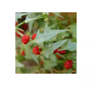 Шпинат суничний 0,1 г, насіння Яскрава Шпинат суничний 0,1 г, насіння Яскрава