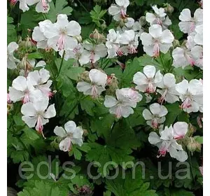 Садова Герань кембриджська Biokovo (Біоково) Садова Герань кембриджська Biokovo (Біоково)