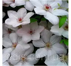 Клематис Pope Jan Pawel II (Папа Ян Павло II) Клематис Pope Jan Pawel II (Папа Ян Павло II)