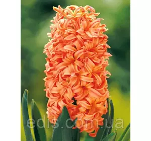 Гіацинт Gipsy Queen 1 цибулина (калібр 18/19 - дуже великий) Гіацинт Gipsy Queen 1 цибулина (калібр 18/19 - дуже великий)