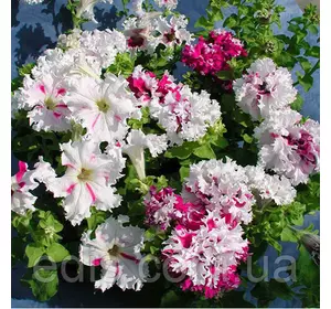 Петунія бахромчата Поздрав з Яромнерже F1, 10 насінин-драже, серія PREMIUM ТМ Яскрава Петунія бахромчата Поздрав з Яромнерже F1, 10 насінин-драже, серія PREMIUM ТМ Яскрава