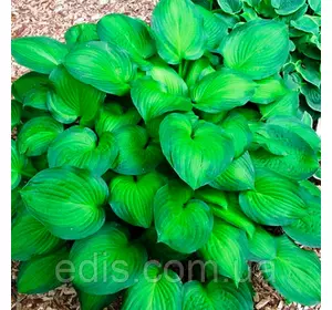 Хоста Midwest Magic кореневище Хоста Midwest Magic кореневище