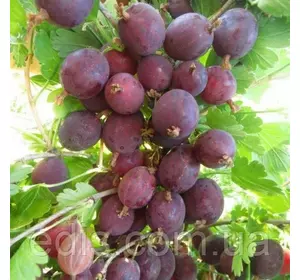 Агрус Гулівер (середньопізній, безшипий) Агрус Гулівер (середньопізній, безшипий)