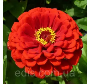Цинія махрова червона Метеор 0,5 г, насіння Яскрава Цинія махрова червона Метеор 0,5 г, насіння Яскрава