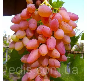 Виноград кишмиш Мрія Виноград кишмиш Мрія