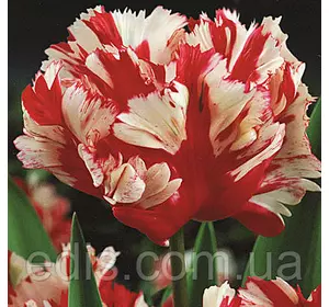 Тюльпан папуговий Estella Rijnveld (Естелла Ріжнвельд) 3 цибулини Тюльпан папуговий Estella Rijnveld (Естелла Ріжнвельд) 3 цибулини