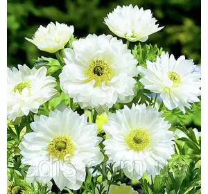 Анемона корончаста махрова Mount Everest (Маунт Еверест) 5 бульб/уп. Анемона корончаста махрова Mount Everest (Маунт Еверест) 5 бульб/уп.