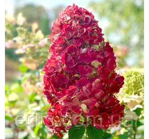 Гортензія волотиста Samarskya Lydia (Самарська Лідія) 2-річна 0,5 л Гортензія волотиста Samarskya Lydia (Самарська Лідія) 2-річна 0,5 л