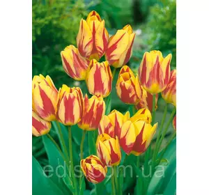 Тюльпан мультифлора Florette 3 цибулинки Тюльпан мультифлора Florette 3 цибулинки