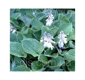 Хоста Sieboldiana (Сиболдиана) кореневище Хоста Sieboldiana (Сиболдиана) кореневище