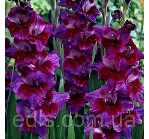 Гладіолус Velvet Eyes 8/10 3 цибулини Гладіолус Velvet Eyes 8/10 3 цибулини