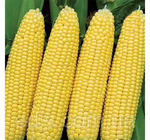 Кукурудза гібрид Любава F1, 1кг. Кукурудза гібрид Любава F1, 1кг.