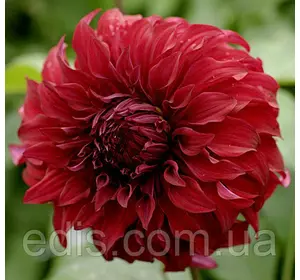 Жоржина високоросла Spartacus Жоржина високоросла Spartacus