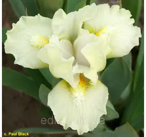 Ірис карликовий Dollop Of Cream Ірис карликовий Dollop Of Cream