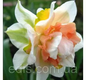 Нарцис махровий Replete (Рипліт) 12/14 1 цибулинf Нарцис махровий Replete (Рипліт) 12/14 1 цибулинf