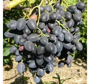 Виноград Надія АЗОС (ранній) Виноград Надія АЗОС (ранній)