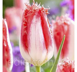 Тюльпан оторочений Sweet Simone (Світ Симон), 3 цибулини Тюльпан оторочений Sweet Simone (Світ Симон), 3 цибулини