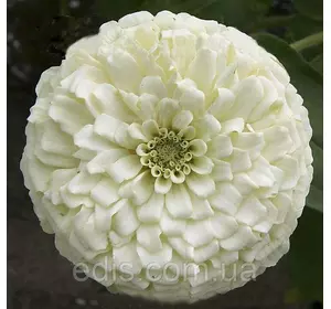Цинія махрова біла 0,5 г, насіння Яскрава Цинія махрова біла 0,5 г, насіння Яскрава