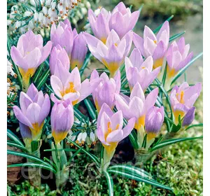 Крокус Ботанічний Firefly (ФаерФлай) 5 цибулин Крокус Ботанічний Firefly (ФаерФлай) 5 цибулин