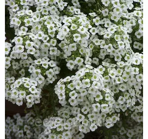 Аліссум білий 0,2 г насіння Яскрава Аліссум білий 0,2 г насіння Яскрава