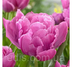 Тюльпан махровий ранній Double Price (Дабл Прайс) 3 цибулинки Тюльпан махровий ранній Double Price (Дабл Прайс) 3 цибулинки