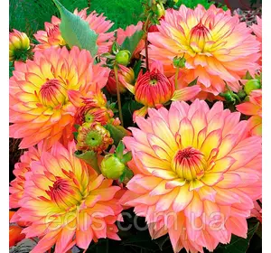 Жоржина низькоросла Gallery Pablo Жоржина низькоросла Gallery Pablo