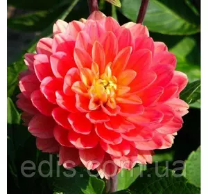 Жоржина низькоросла Melody Allegro Жоржина низькоросла Melody Allegro