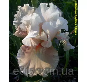 Ірис бородатий Going Номе Ірис бородатий Going Номе