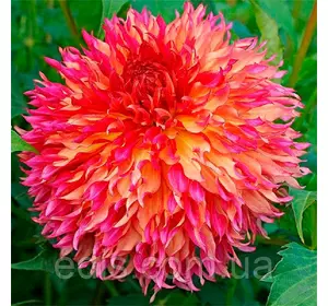 Жоржина Фимбриата Myrtle's Folly Жоржина Фимбриата Myrtle's Folly