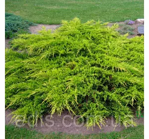 Ялівець Kuriwao Gold (Курівао Голд) у контейнері 2 л Ялівець Kuriwao Gold (Курівао Голд) у контейнері 2 л