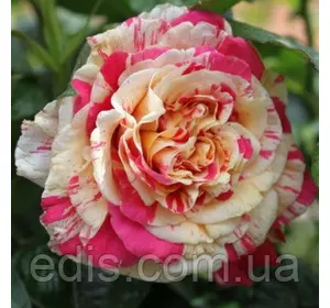 Троянда в'юнка Ваніла Фрейз (Vanille Fraise) Троянда в'юнка Ваніла Фрейз (Vanille Fraise)