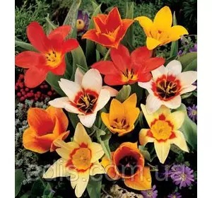 Тюльпан Кауфмана Суміш 9 цибулинки Тюльпан Кауфмана Суміш 9 цибулинки