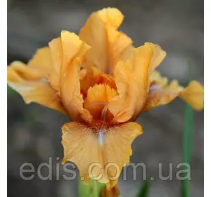 Ірис карликовий Cahoots Ірис карликовий Cahoots