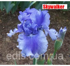 Ірис бородатий Skywalker Ірис бородатий Skywalker