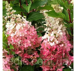 Гортензія волотиста Pinky Winky (Пінкі Вінки) у контейнері 2 л Гортензія волотиста Pinky Winky (Пінкі Вінки) у контейнері 2 л