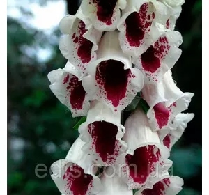 Дигіталіс (Наперстянка) Parms Choice Дигіталіс (Наперстянка) Parms Choice