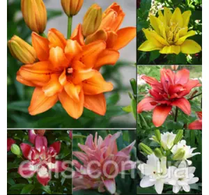 Лілії махрові азіатські суміш 5 шт./уп. Лілії махрові азіатські суміш 5 шт./уп.