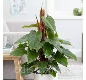 Живець Філодендрон червоніючий Ред Емеральд, кімнатна рослина, свіжозріз верхівки 2 міжвузля Живець Філодендрон червоніючий Ред Емеральд, кімнатна рослина, свіжозріз верхівки 2 міжвузля