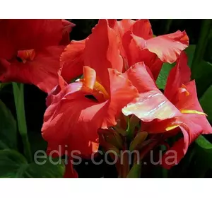 Канна Firebird (Файрбьорд) Канна Firebird (Файрбьорд)