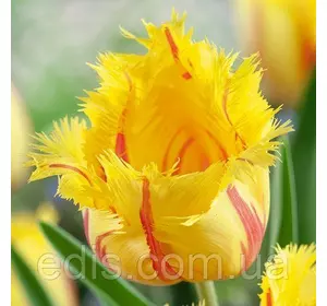 Тюльпан Flamenco (Фламенко) оторочений 3 цибулинки Тюльпан Flamenco (Фламенко) оторочений 3 цибулинки