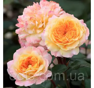 Троянда паркова (шраб) Жорж Данжан (Georges Denjean) Троянда паркова (шраб) Жорж Данжан (Georges Denjean)