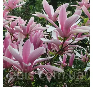 Магнолія Betty (Бетті) в контейнері 2 л. вік 2 р. Магнолія Betty (Бетті) в контейнері 2 л. вік 2 р.