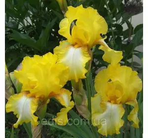 Ірис високий бородатий Radiant Apogee Ірис високий бородатий Radiant Apogee