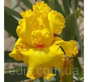 Ірис високий бородатий Throb (Троб) Ірис високий бородатий Throb (Троб)