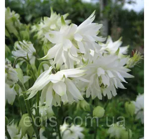 Аквілегія махрова White Barlow (Уайт Барлоу) Аквілегія махрова White Barlow (Уайт Барлоу)