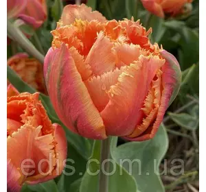 Тюльпан бахромчатий махровий Royal Centennial (Роял Сентениал) 3 цибулинки Тюльпан бахромчатий махровий Royal Centennial (Роял Сентениал) 3 цибулинки